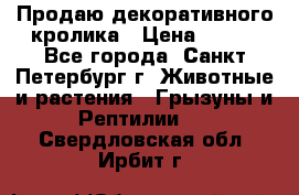 Продаю декоративного кролика › Цена ­ 500 - Все города, Санкт-Петербург г. Животные и растения » Грызуны и Рептилии   . Свердловская обл.,Ирбит г.